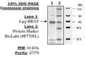 BRAF, GST-tag Recombinant – Figure 1 of 5