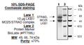 LKB1/MO25/STRAD Complex Recombinant – Figure 1 of 2