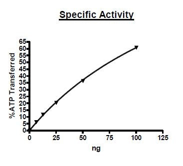 MAPK14 (p38α), GST-tag Recombinant – Figure 1 of 2