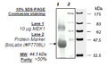 MEK1 (K97R), Inactive, His-tag Recombinant – Figure 1 of 2