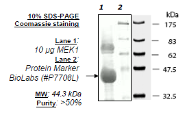 MEK1 (K97R), Inactive, His-tag Recombinant – Figure 1 of 2