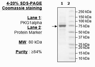 PKG1α, His-tag Recombinant – Figure 1 of 2