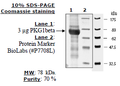 PKG1β, His-tag Recombinant – Figure 1 of 2