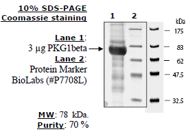 PKG1β, His-tag Recombinant – Figure 1 of 2