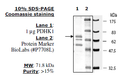 PDHK1, GST-Tag Recombinant – Figure 1 of 1