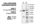 MAPKAPK2, Inactive, GST-Tag Recombinant – Figure 1 of 1