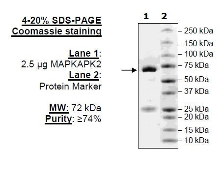 MAPKAPK2, Inactive, GST-Tag Recombinant – Figure 1 of 1