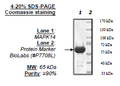 MAPK14, Inactive, GST-tag Recombinant – Figure 1 of 1