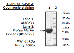 MAPK14, Inactive, GST-tag Recombinant – Figure 1 of 1