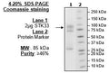 STK33, GST-tag Recombinant – Figure 1 of 2