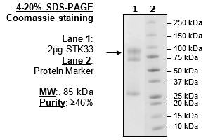 STK33, GST-tag Recombinant – Figure 1 of 2