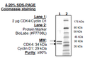 CDK4(EE,T172A)/Cyclin D1, His-tag Recombinant – Figure 1 of 1