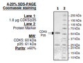 CDK5/p35, GST-tag Recombinant – Figure 1 of 2