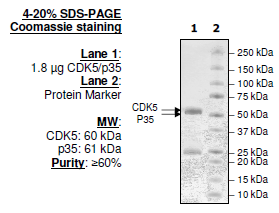 CDK5/p35, GST-tag Recombinant – Figure 1 of 2