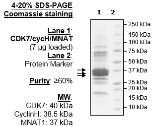 CDK7/CyclinH1/MNAT1, His-tags Recombinant – Figure 1 of 4