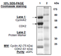 CDK2/CyclinA2, GST-tag Recombinant – Figure 1 of 2