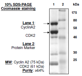 CDK2/CyclinA2, GST-tag Recombinant – Figure 1 of 2
