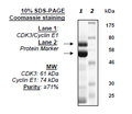 CDK3/CyclinE1, GST-tag Recombinant – Figure 1 of 2