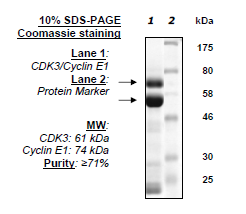 CDK3/CyclinE1, GST-tag Recombinant – Figure 1 of 2