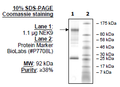 NEK9, GST-tag Recombinant – Figure 1 of 2