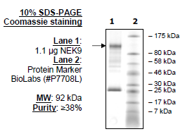 NEK9, GST-tag Recombinant – Figure 1 of 2