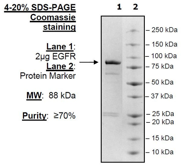 EGFR, GST-tag, His-tag, Recombinant – Figure 1 of 2