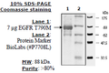 EGFR (T790M), GST-tag, His-tag, Recombinant – Figure 1 of 4