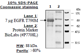 EGFR (T790M), GST-tag, His-tag, Recombinant – Figure 1 of 4