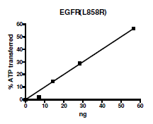 EGFR (L858R), GST-Tag, His-Tag Recombinant – Figure 1 of 2