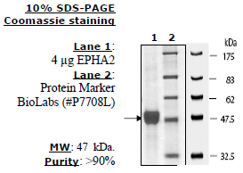 EPHA2, His-tag Recombinant – Figure 1 of 1