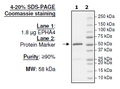 EPHA4, GST-tag Recombinant – Figure 1 of 2