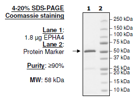 EPHA4, GST-tag Recombinant – Figure 1 of 2