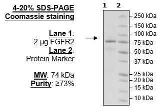 FGFR2, GST-tag Recombinant – Figure 1 of 2