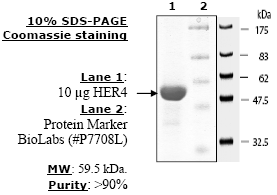 HER4, GST-tag Recombinant – Figure 1 of 4