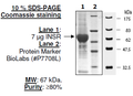 Insulin receptor (INSR), GST-tag Recombinant – Figure 1 of 4