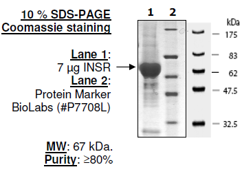 Insulin receptor (INSR), GST-tag Recombinant – Figure 1 of 4