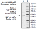 MAPK14 (p38α), His-Tag, Active Recombinant – Figure 1 of 2