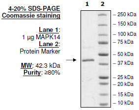 MAPK14 (p38α), His-Tag, Active Recombinant – Figure 1 of 2