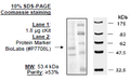 cKit, His-tag Recombinant – Figure 1 of 6