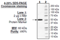 c-Mer, GST-tag (Human) Recombinant – Figure 1 of 2