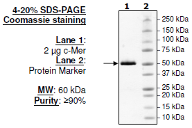 c-Mer, GST-tag (Human) Recombinant – Figure 1 of 2