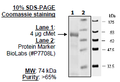 c-Met, GST-tag Recombinant – Figure 1 of 3