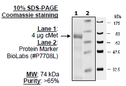 c-Met, GST-tag Recombinant – Figure 1 of 3