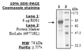 ROS1, GST-His-tag Recombinant – Figure 1 of 4