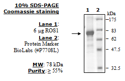 ROS1, GST-His-tag Recombinant – Figure 1 of 4