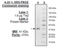 Tie2, His-tag Recombinant – Figure 1 of 2