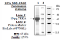 TRKA, GST-tag Recombinant – Figure 1 of 4