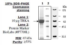 TRKA, GST-tag Recombinant – Figure 1 of 4