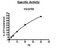 VEGFR2 (KDR), GST-Tag Recombinant – Figure 1 of 2