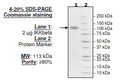 IKKβ, GST-Tag Recombinant – Figure 1 of 2